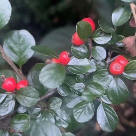 Photo of the plant species Rockspray Cotoneaster by @WizardWasabi named Homer on Greg, the plant care app