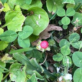 Photo of the plant species Mock Strawberry by @WizardWasabi named Kobe on Greg, the plant care app