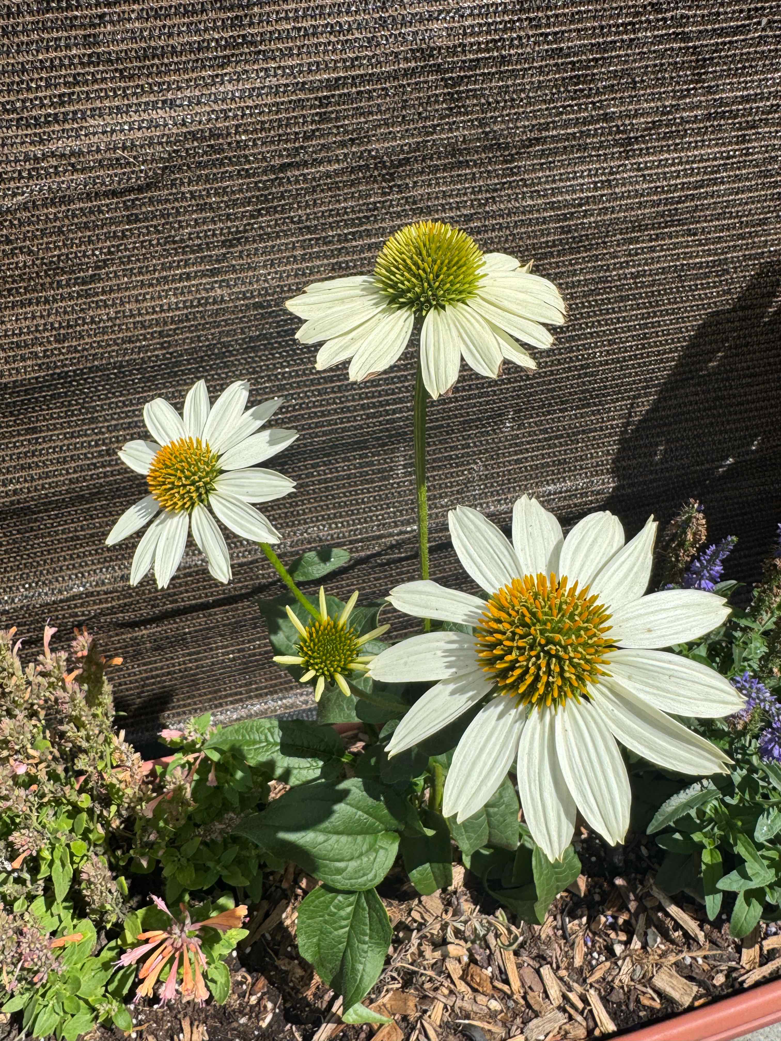Photo of the plant species Coneflower by @FeralFran named Sproutacus on Greg, the plant care app