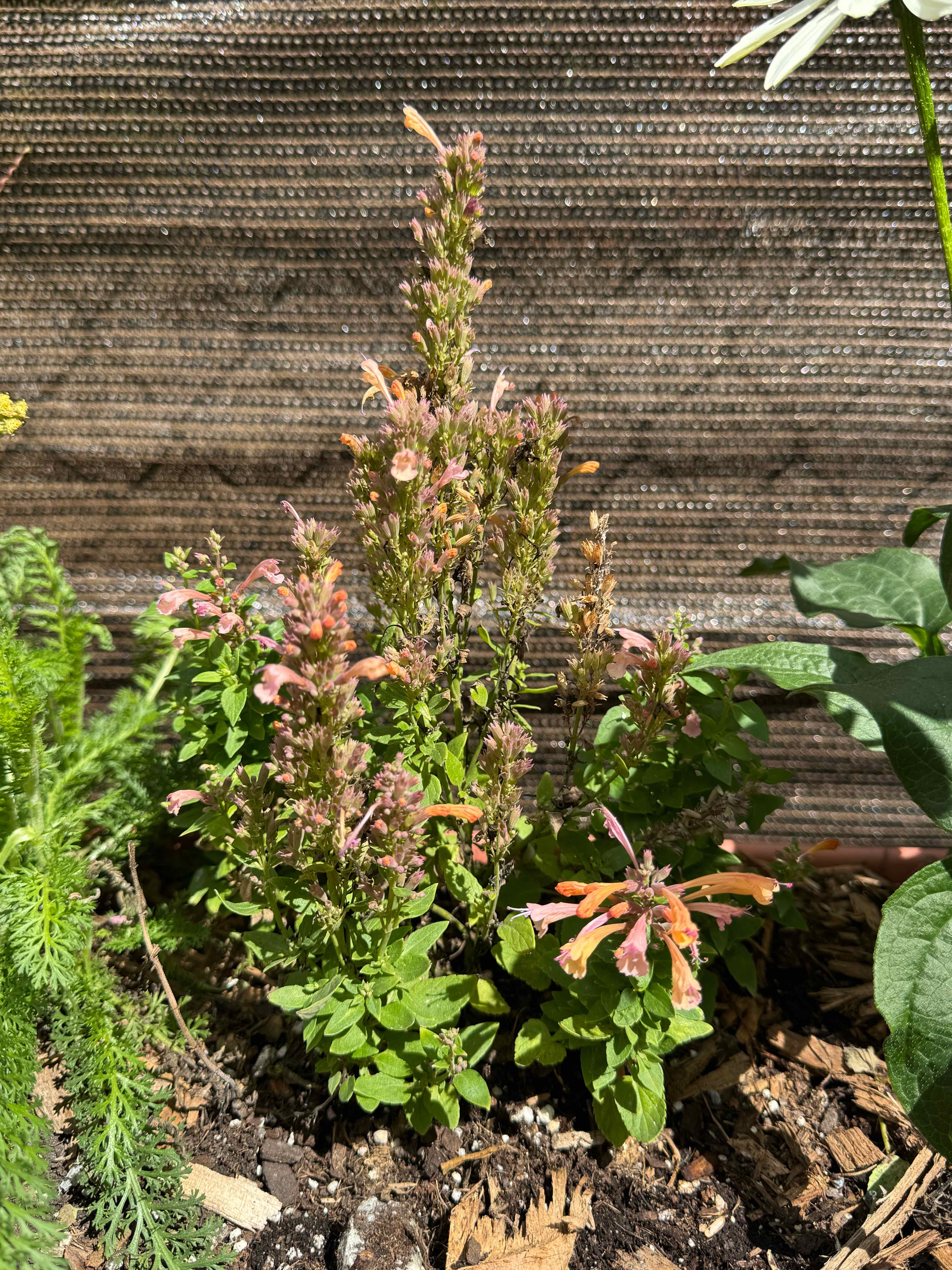 Photo of the plant species Mexican Giant Hyssop by @FeralFran named Harmony on Greg, the plant care app