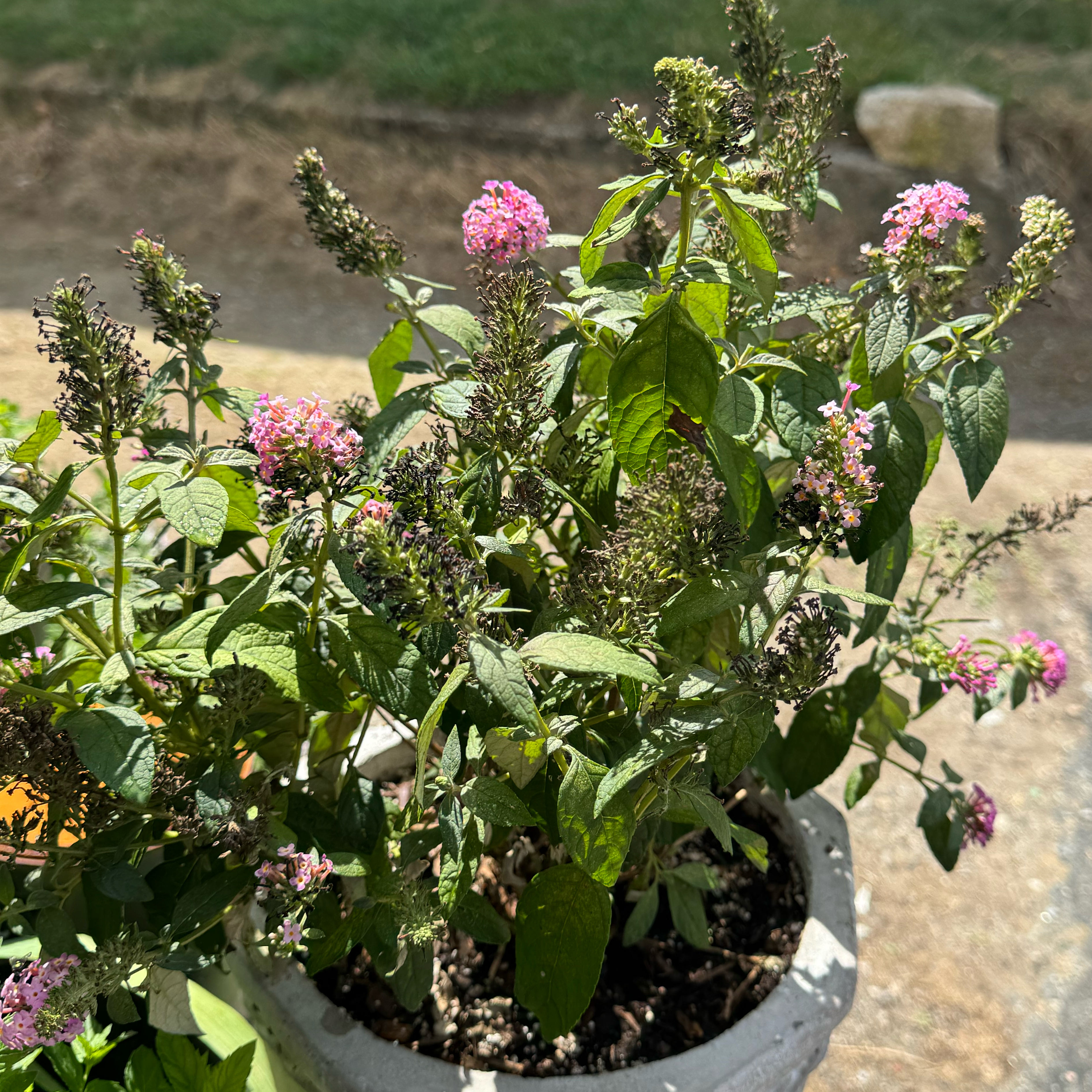 Photo of the plant species Butterfly Bush by @FeralFran named Homer on Greg, the plant care app