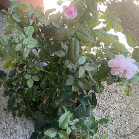 Photo of the plant species Rosa 'Our Lady of Guadalupe' by @GorgeousCaraway named Maya on Greg, the plant care app