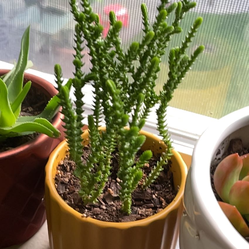 Photo of the plant species Watch Chain by @DesiredOlneya66 named Gaga on Greg, the plant care app