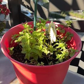 Photo of the plant species Mint by @WillMelon83 named Nemo on Greg, the plant care app