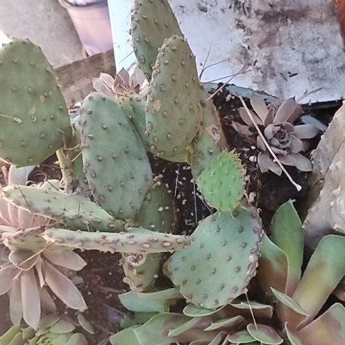 Photo of the plant species Coastal Pricklypear by @ZealLantana40 named Austen on Greg, the plant care app