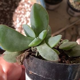 Photo of the plant species Oscularia caulescens by Dawn named Leonardo on Greg, the plant care app
