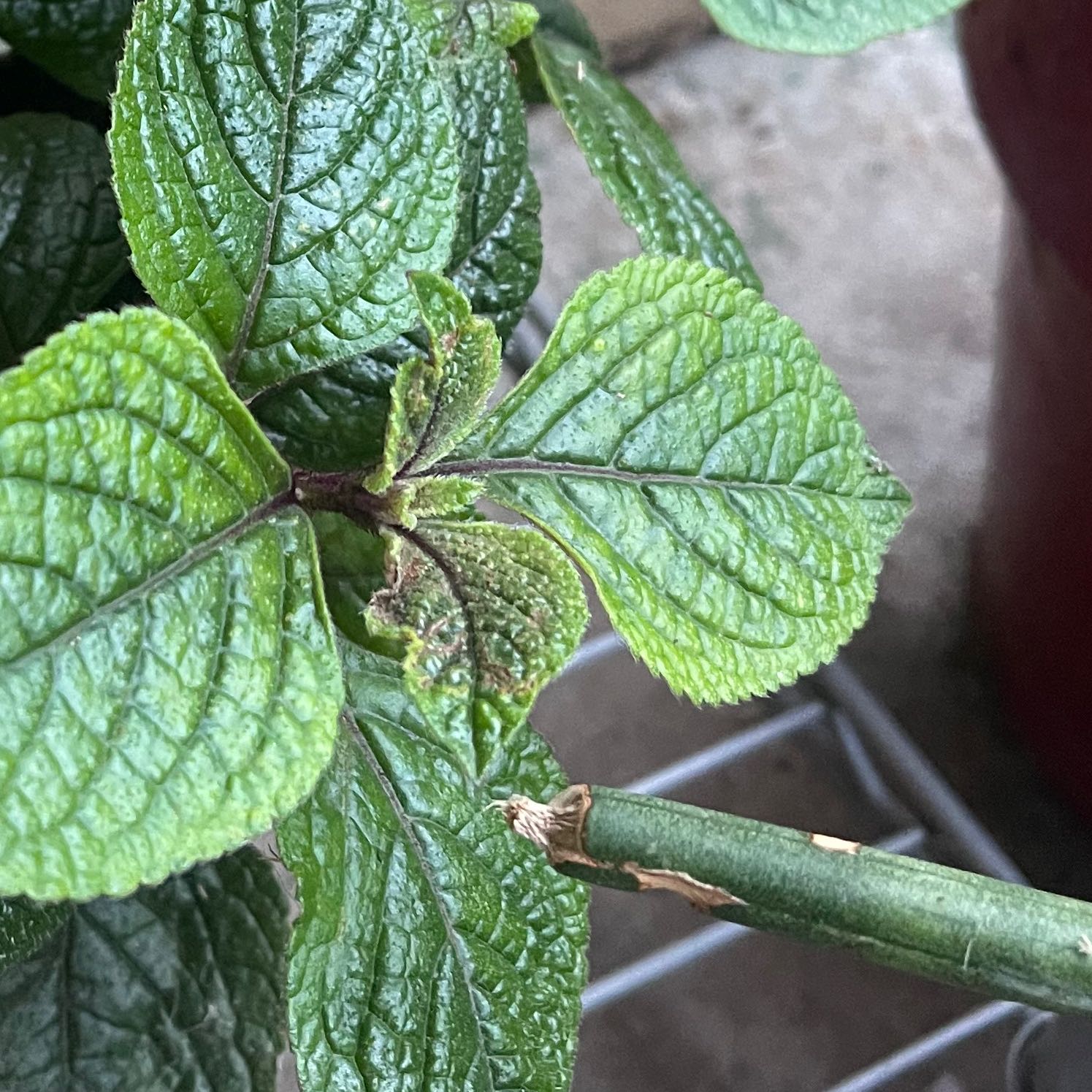 Close-up of a Speckled Spur Flower plant with some browning on the leaves.