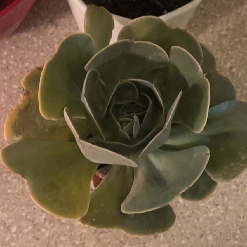 Photo of the plant species Succulent by @EminentPuriri58 named Elina on Greg, the plant care app
