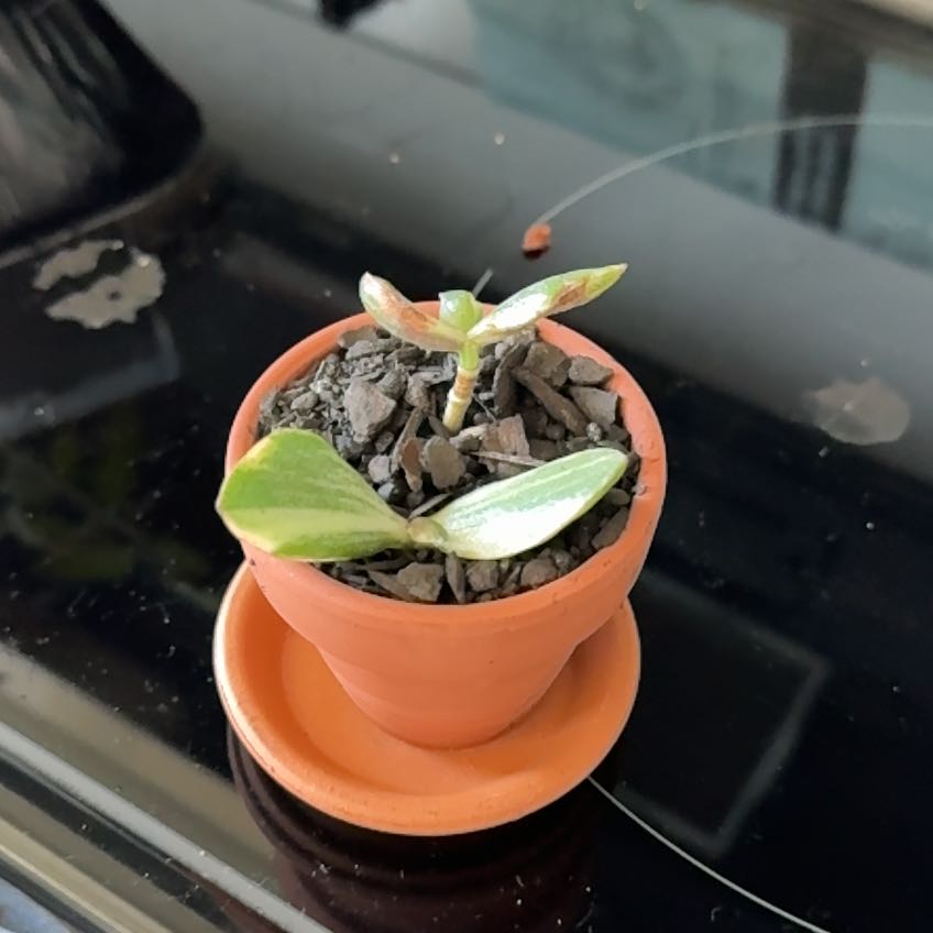 Photo of the plant species Variegated Jade by @sydsplantunit named ghost coyote on Greg, the plant care app