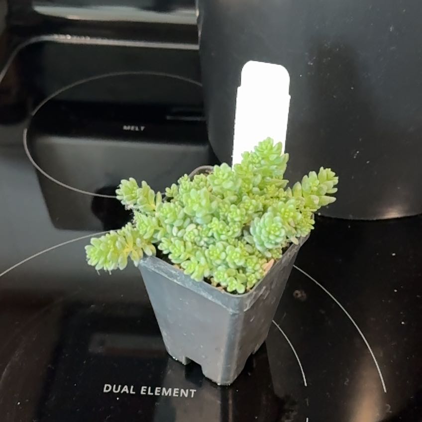 Photo of the plant species Sedum 'Himalayan Skies' by @sydsplantunit named cloaca on Greg, the plant care app