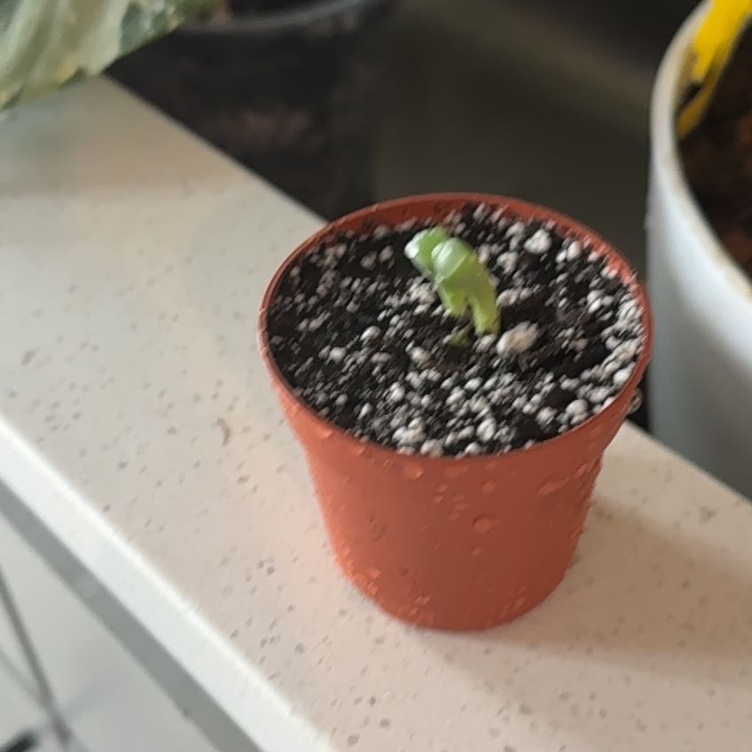 Photo of the plant species Baby Toes by @sydsplantunit named mt. rainier on Greg, the plant care app