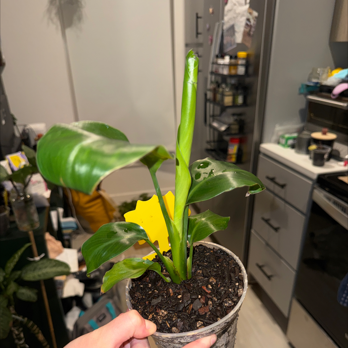 Photo of the plant species Bird of Paradise by @sydsplantunit named daemon on Greg, the plant care app