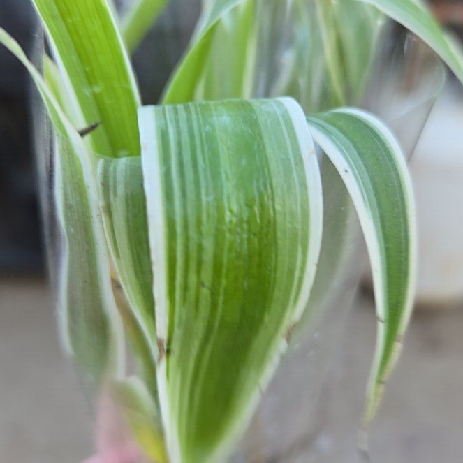 Photo of the plant species Common Oat by @SportPeyote73 named Osmo on Greg, the plant care app
