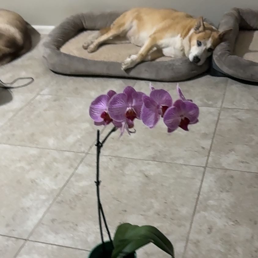 Photo of the plant species Premium Orchid by @BlissfulSaguaro named Osmo on Greg, the plant care app