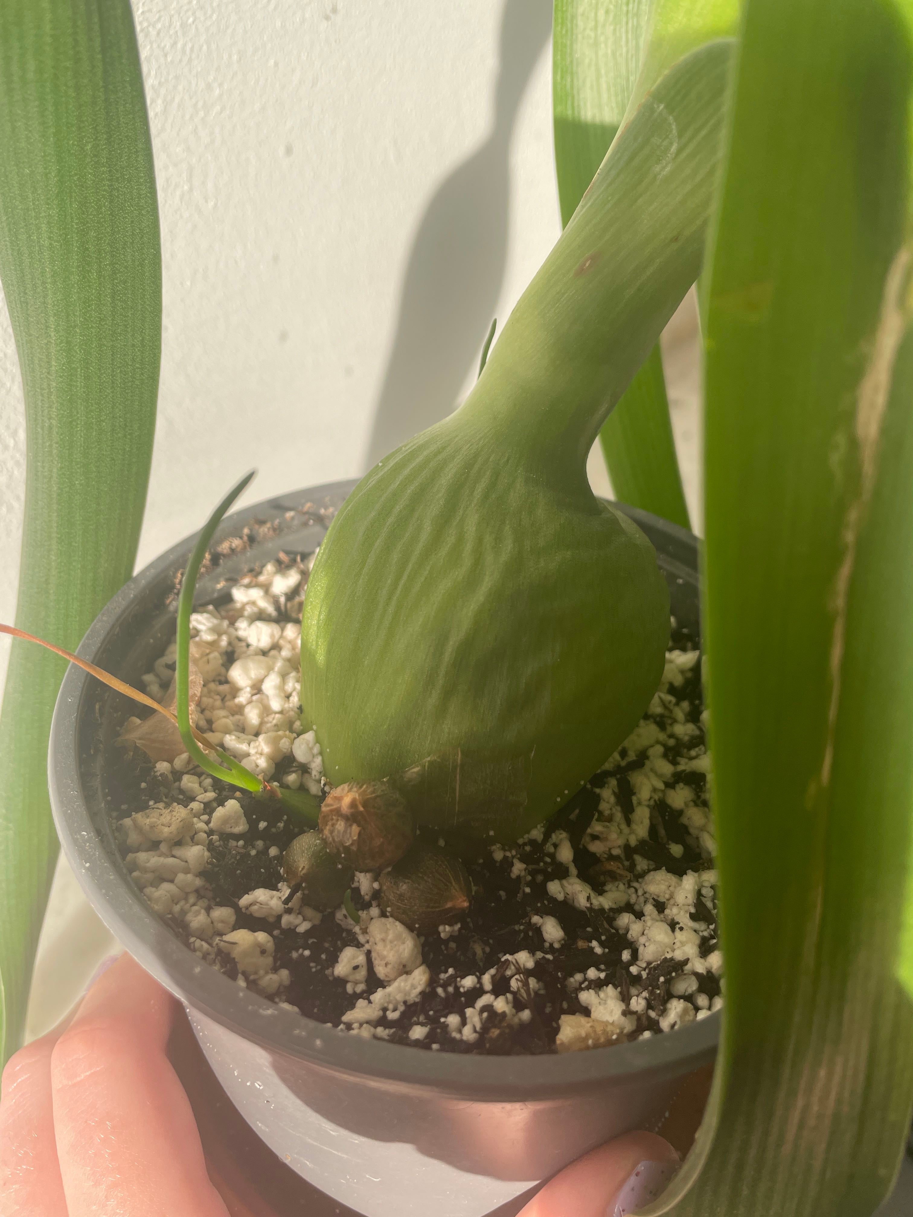 🌞 Albuca Hardiness Zones 8a10b