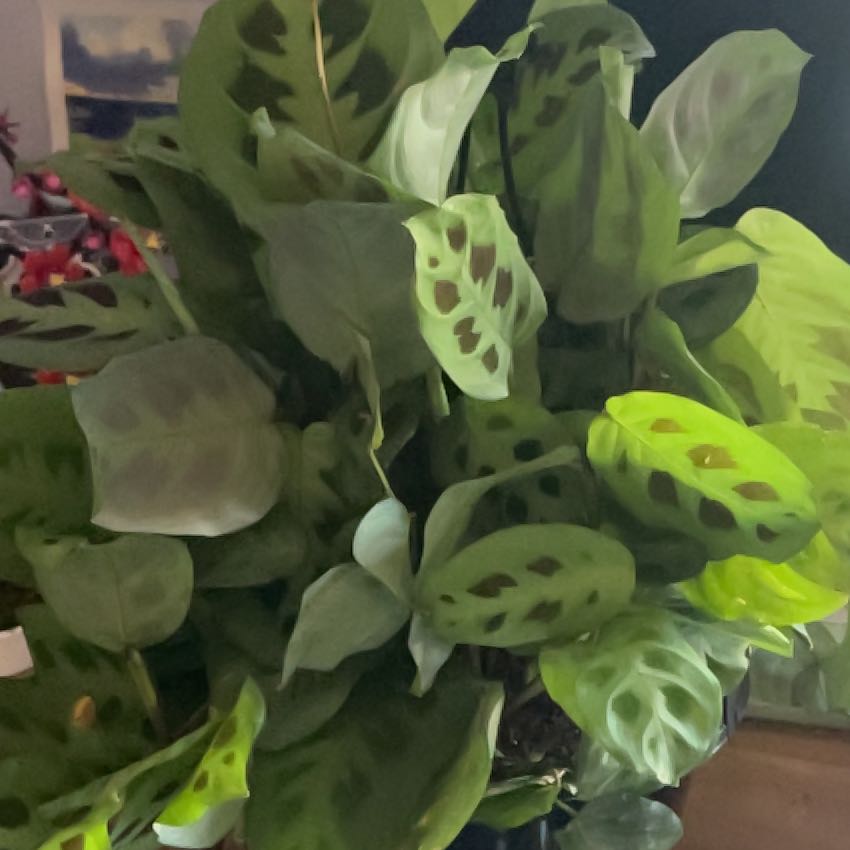 Photo of the plant species Rabbit Tracks by @tinyb3an_ named Marinda on Greg, the plant care app