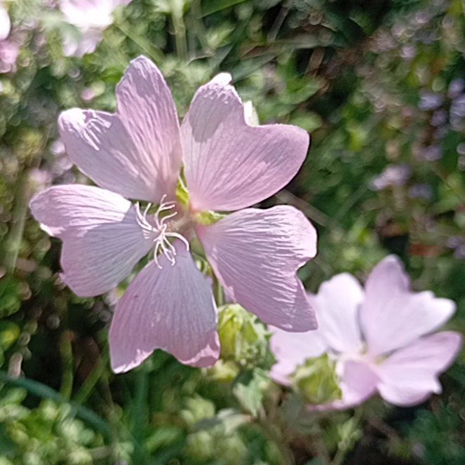 Photo of the plant species Musk Mallow by @WizardTreeivy3 named Terra on Greg, the plant care app