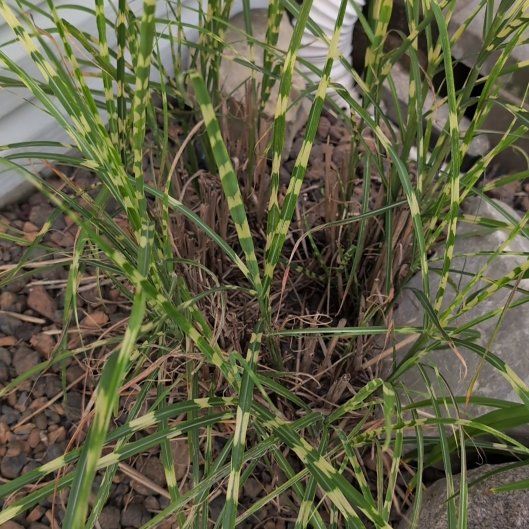 Photo of the plant species Annual Ryegrass by @CleanQuincula31 named James Dean on Greg, the plant care app