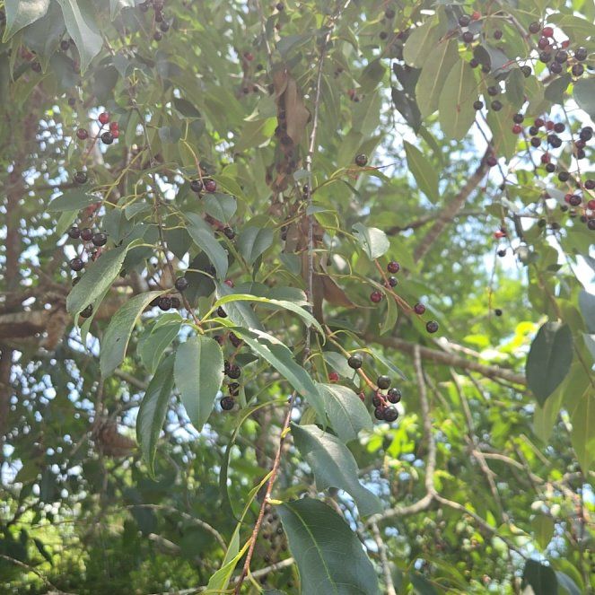Photo of the plant species Western Chokecherry by @LeadingCatthyme named Maya on Greg, the plant care app