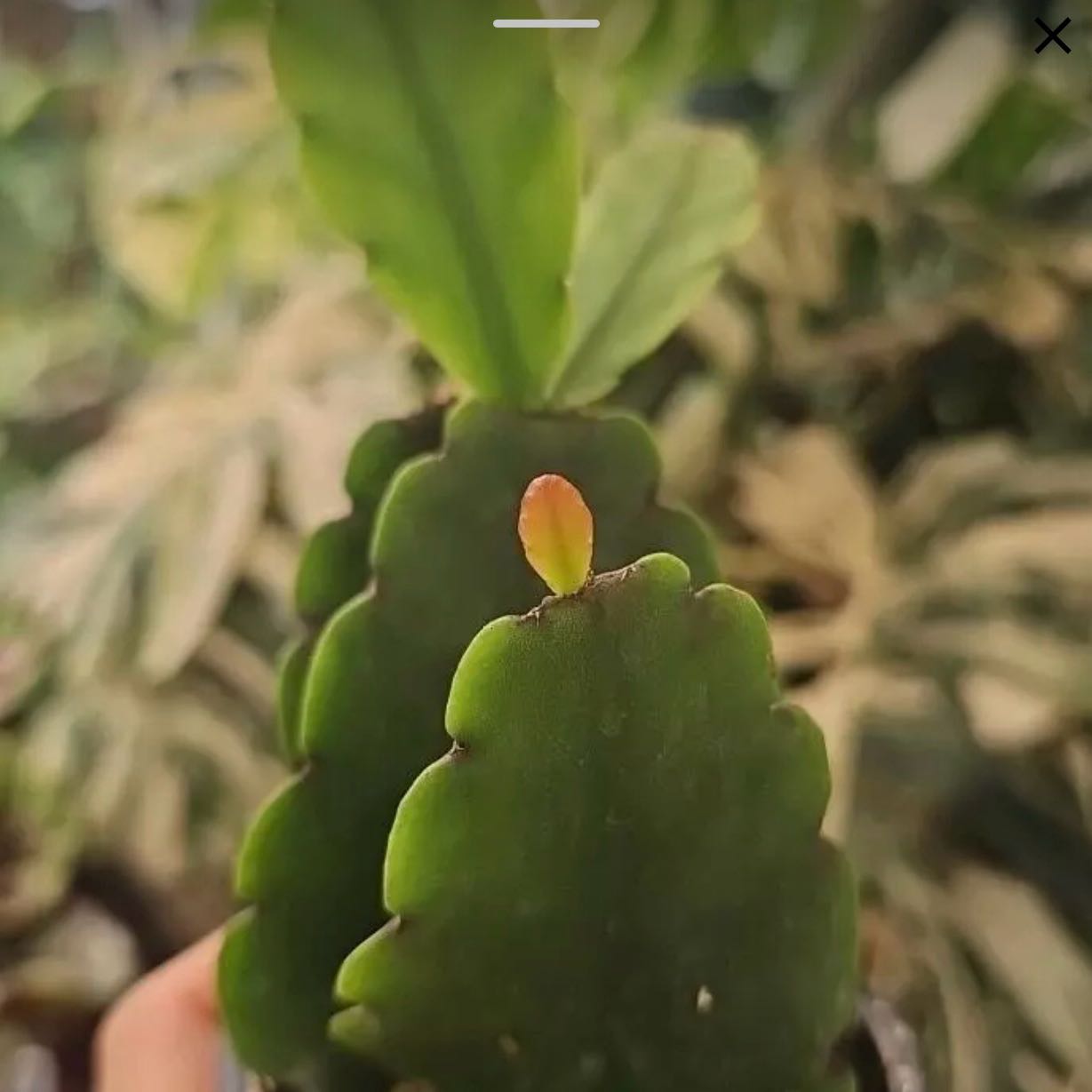 Photo of the plant species Rhipsalis pachyptera by @Mommaplouff named Spike Leaves on Greg, the plant care app
