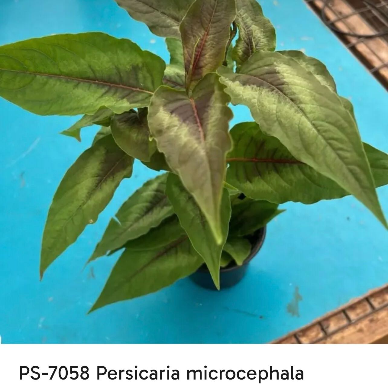 Photo of the plant species Giant Fleeceflower by @Mommaplouff named Kylie on Greg, the plant care app