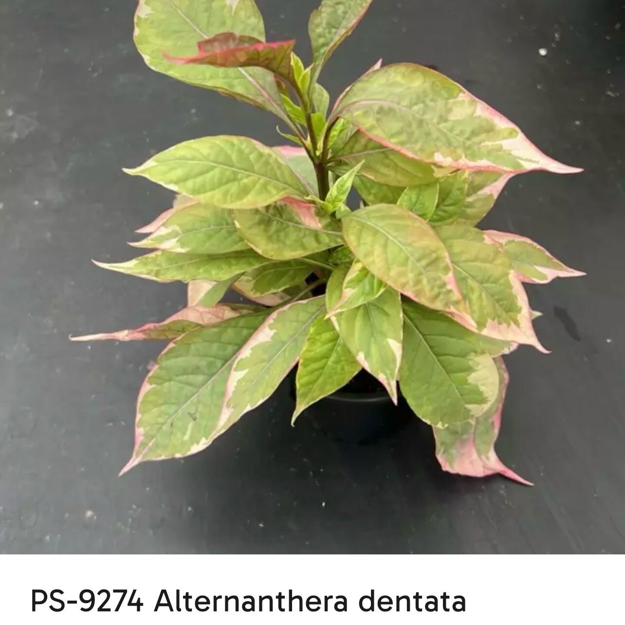 Photo of the plant species Little Ruby by @Mommaplouff named Kobe on Greg, the plant care app