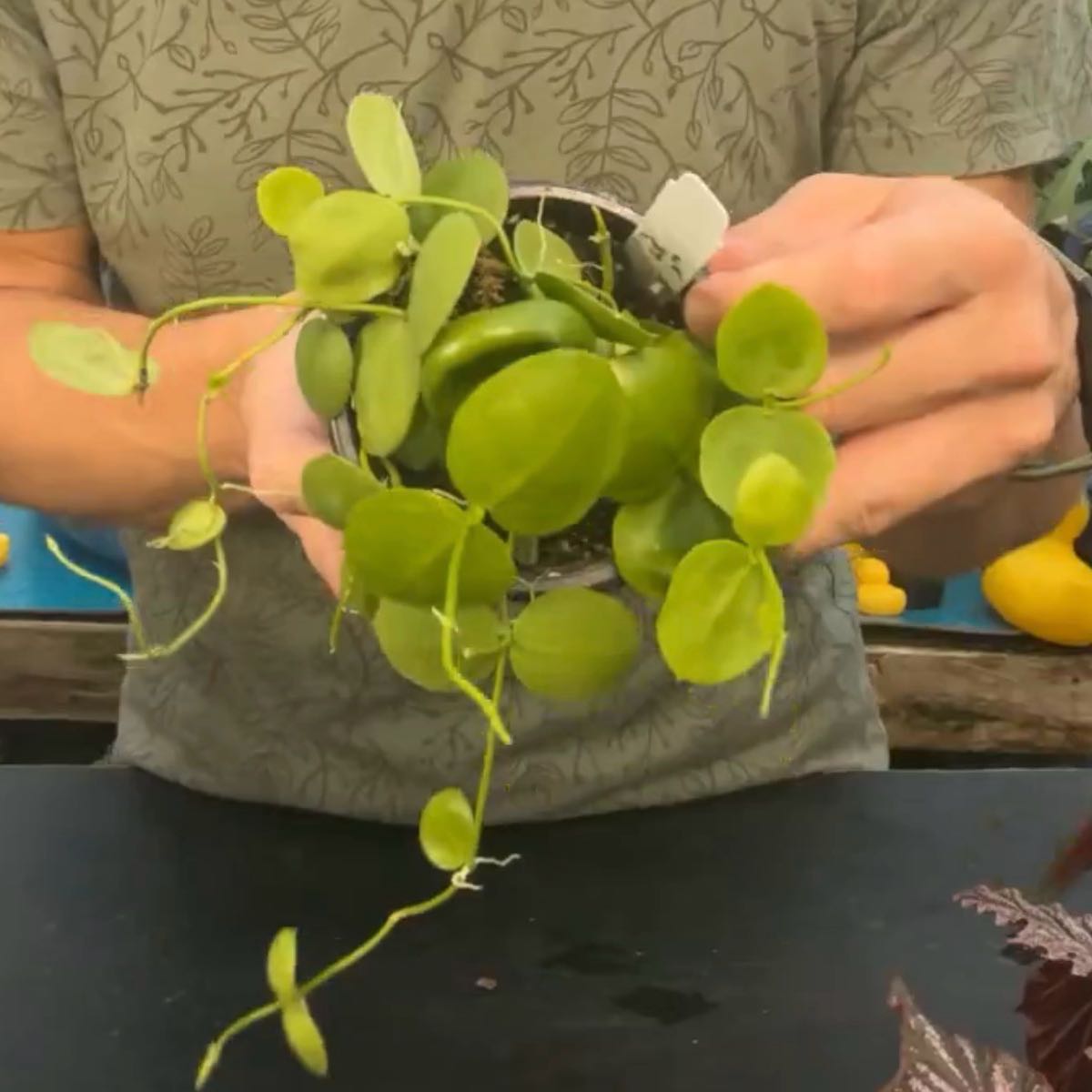 Photo of the plant species Ant Plant by @Mommaplouff named Peter Parker on Greg, the plant care app