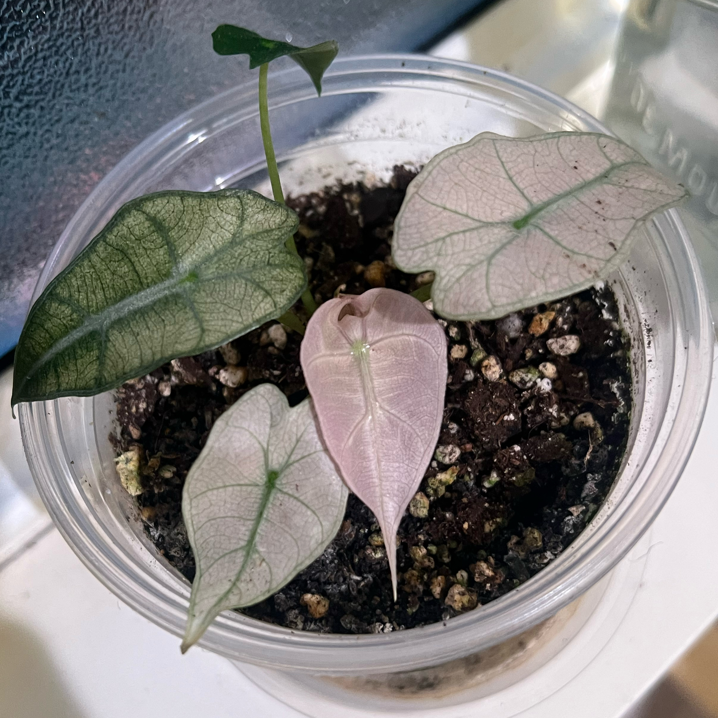 Photo of the plant species Alocasia Pink Mint by @Mommaplouff named Polly on Greg, the plant care app