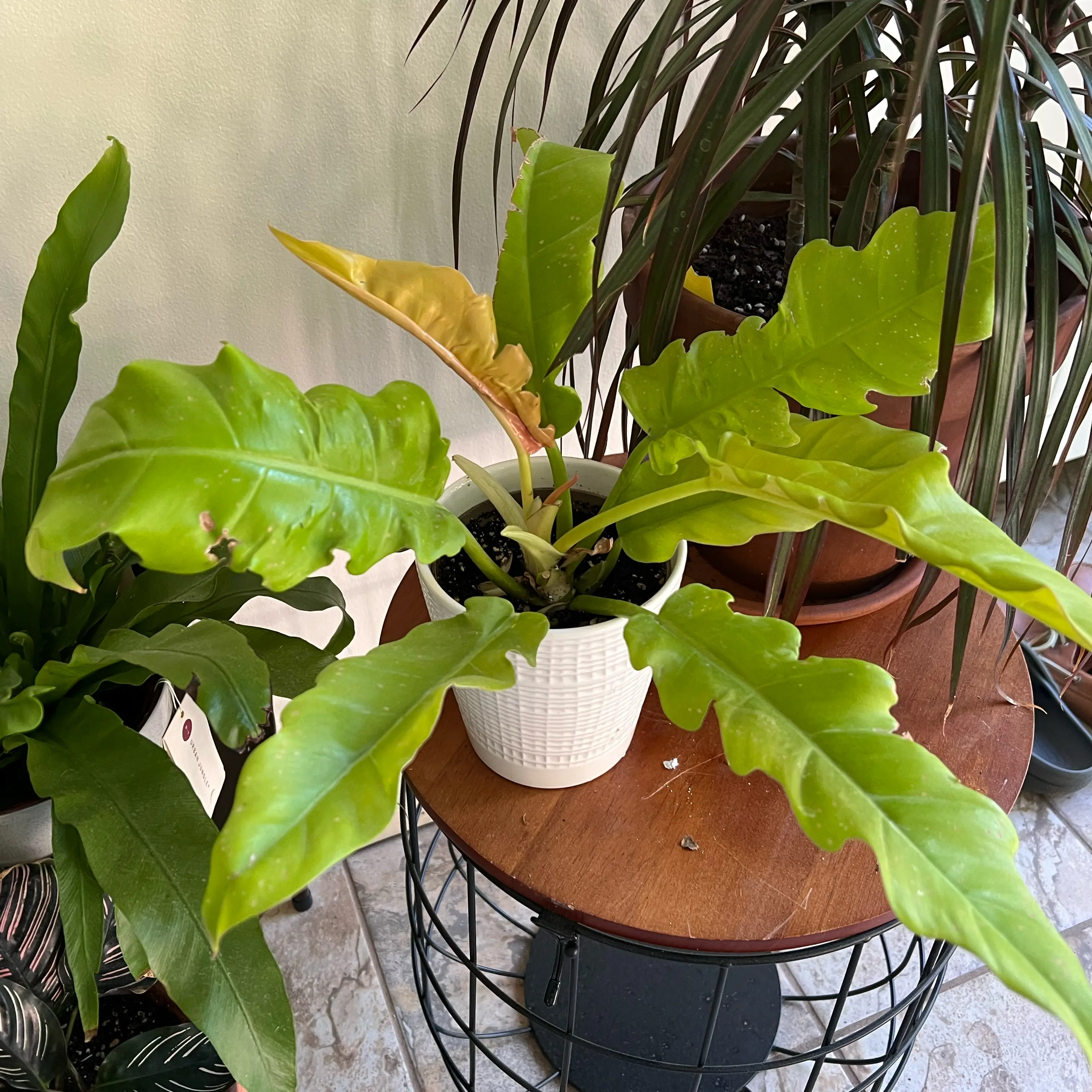 Photo of the plant species Philodendron stenolobum by @Mommaplouff named Mike Wazowski on Greg, the plant care app