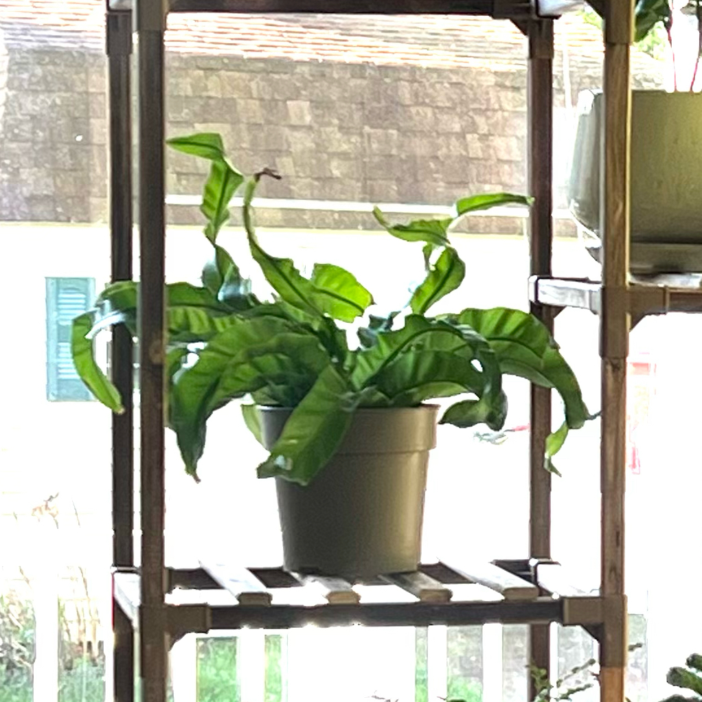 Photo of the plant species Hurricane Fern by @Mommaplouff named Nemo on Greg, the plant care app