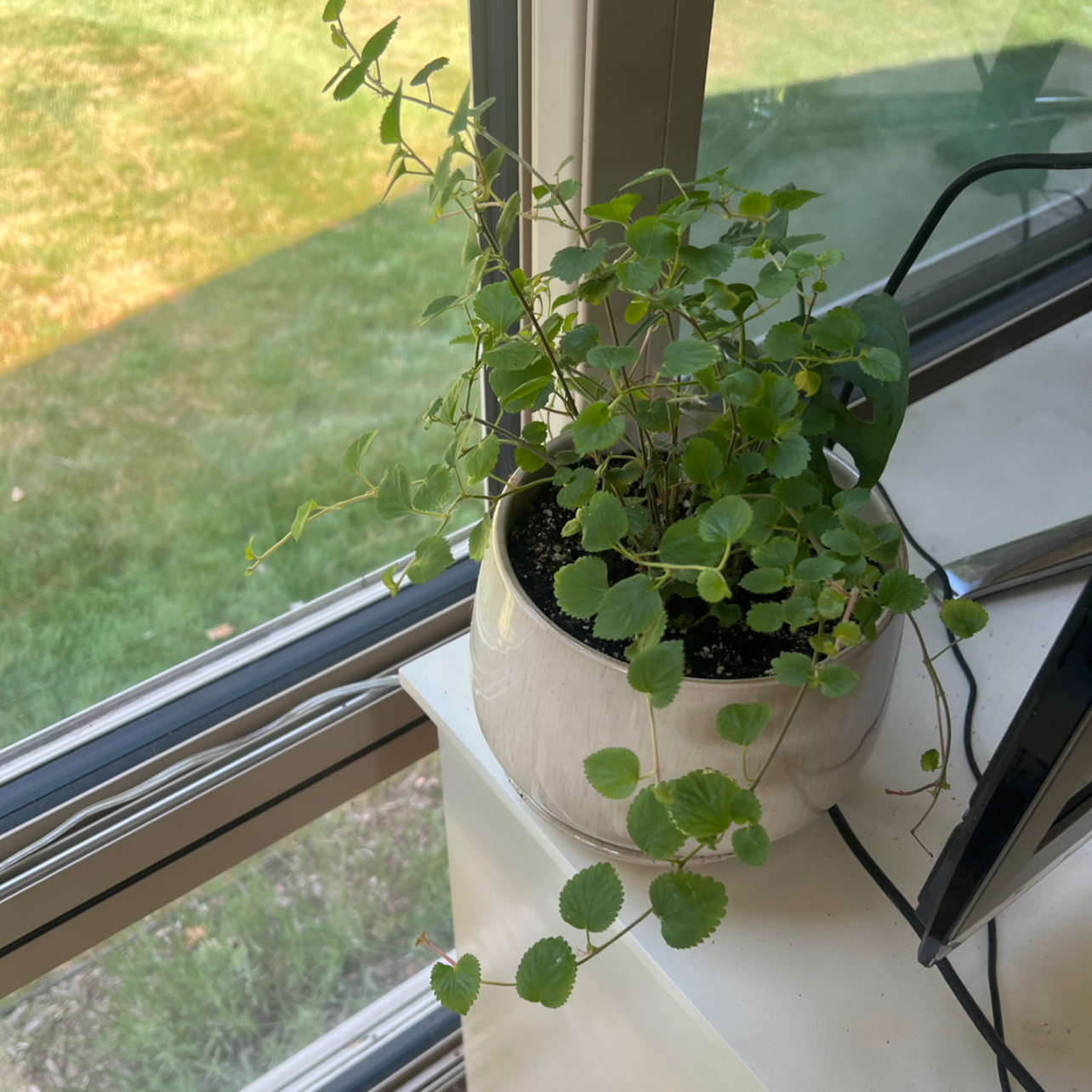 Photo of the plant species Firetails Chenille by @Mommaplouff named 🍓 strawberry 🍓 on Greg, the plant care app