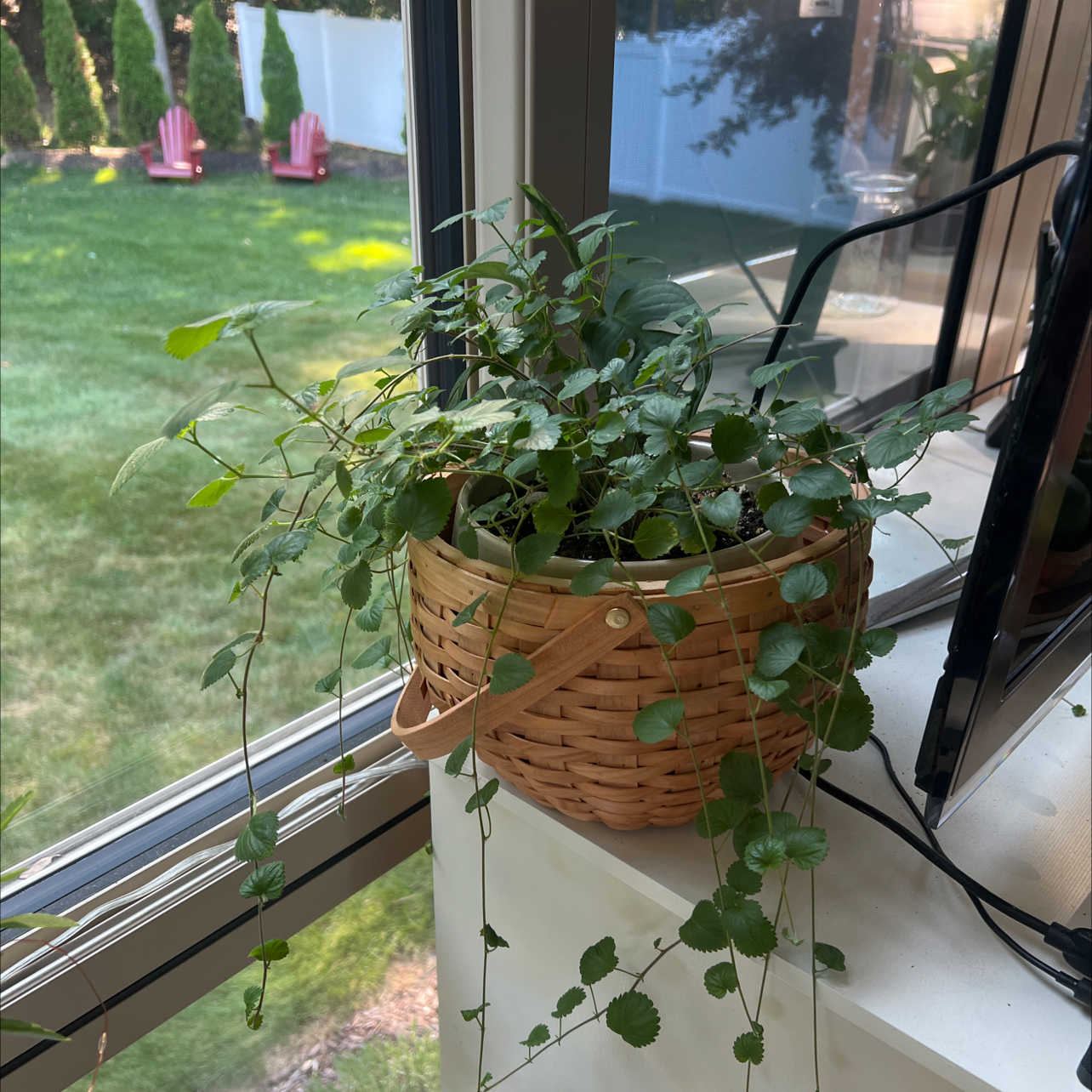 Photo of the plant species Firetails Chenille by @Mommaplouff named 🍓 strawberry 🍓 on Greg, the plant care app