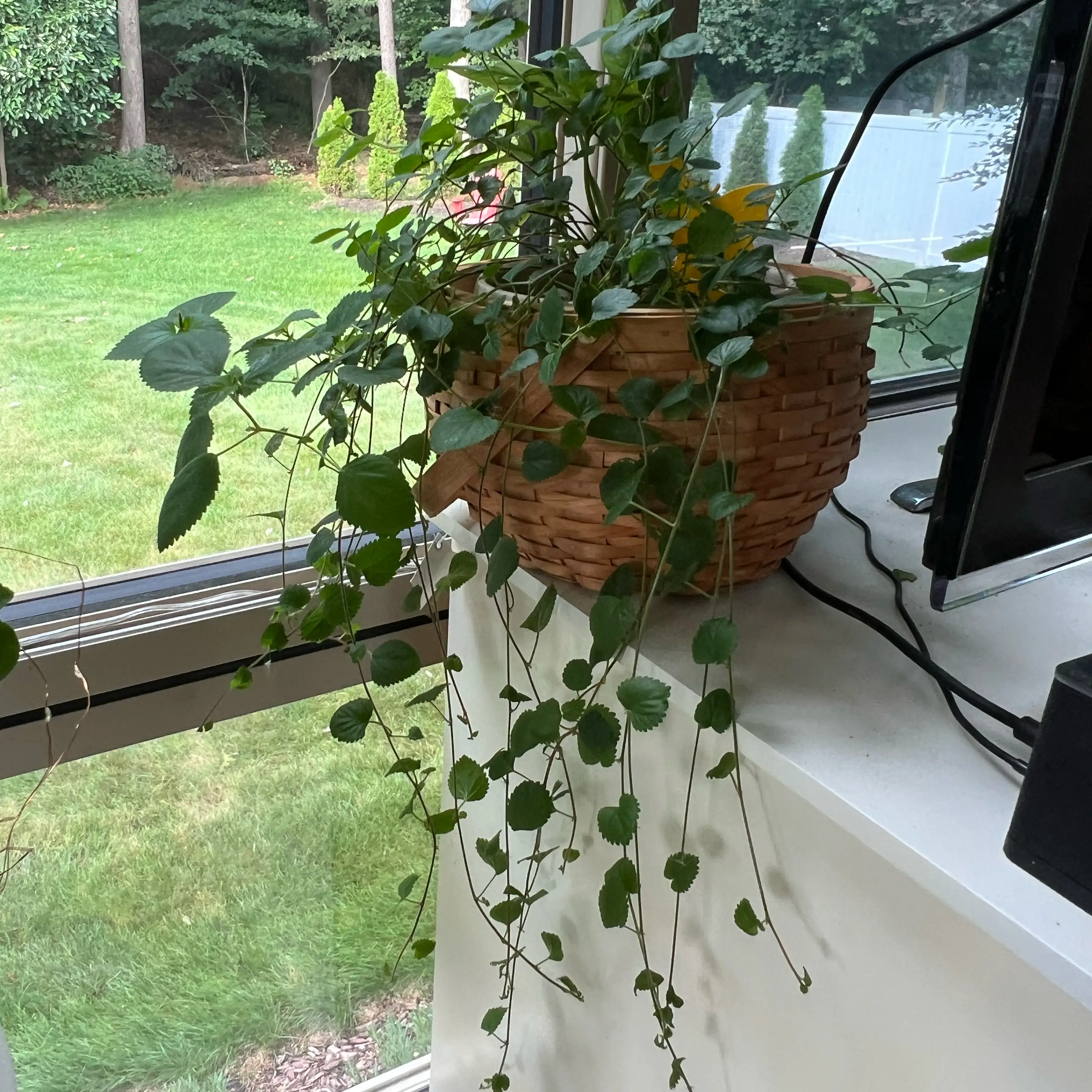 Photo of the plant species Firetails Chenille by @Mommaplouff named 🍓 strawberry 🍓 on Greg, the plant care app