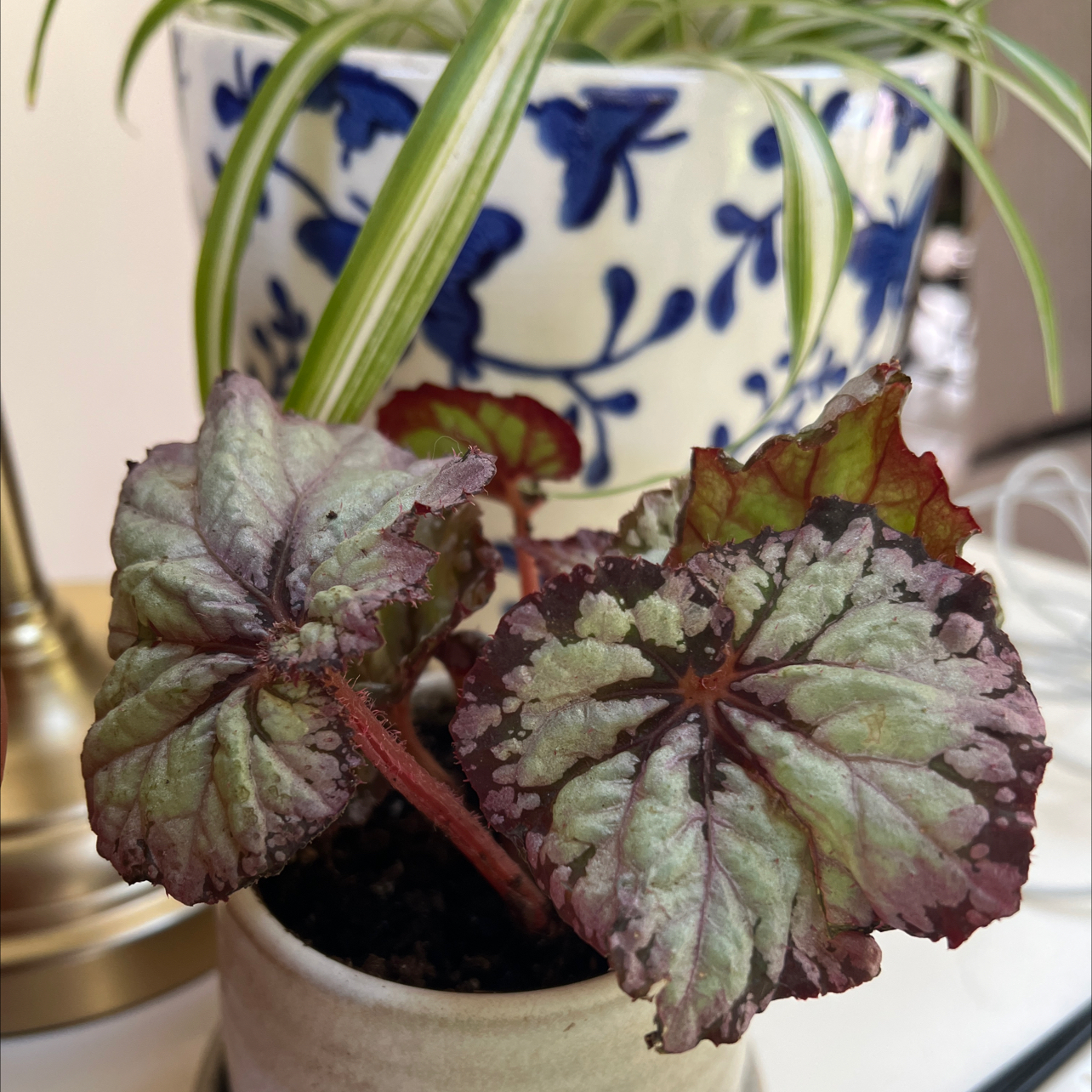 Photo of the plant species Marion's Purple Curl Begonia by @Mommaplouff named Mando on Greg, the plant care app
