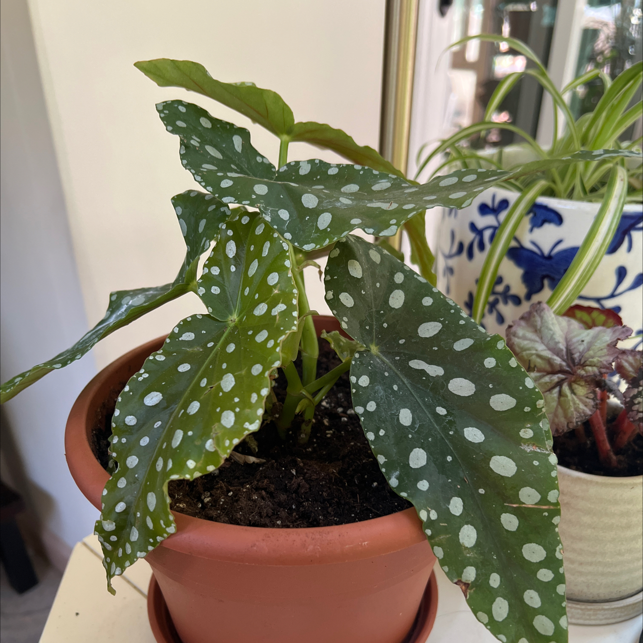 Photo of the plant species Polka Dot Begonia by @Mommaplouff named Kusama on Greg, the plant care app
