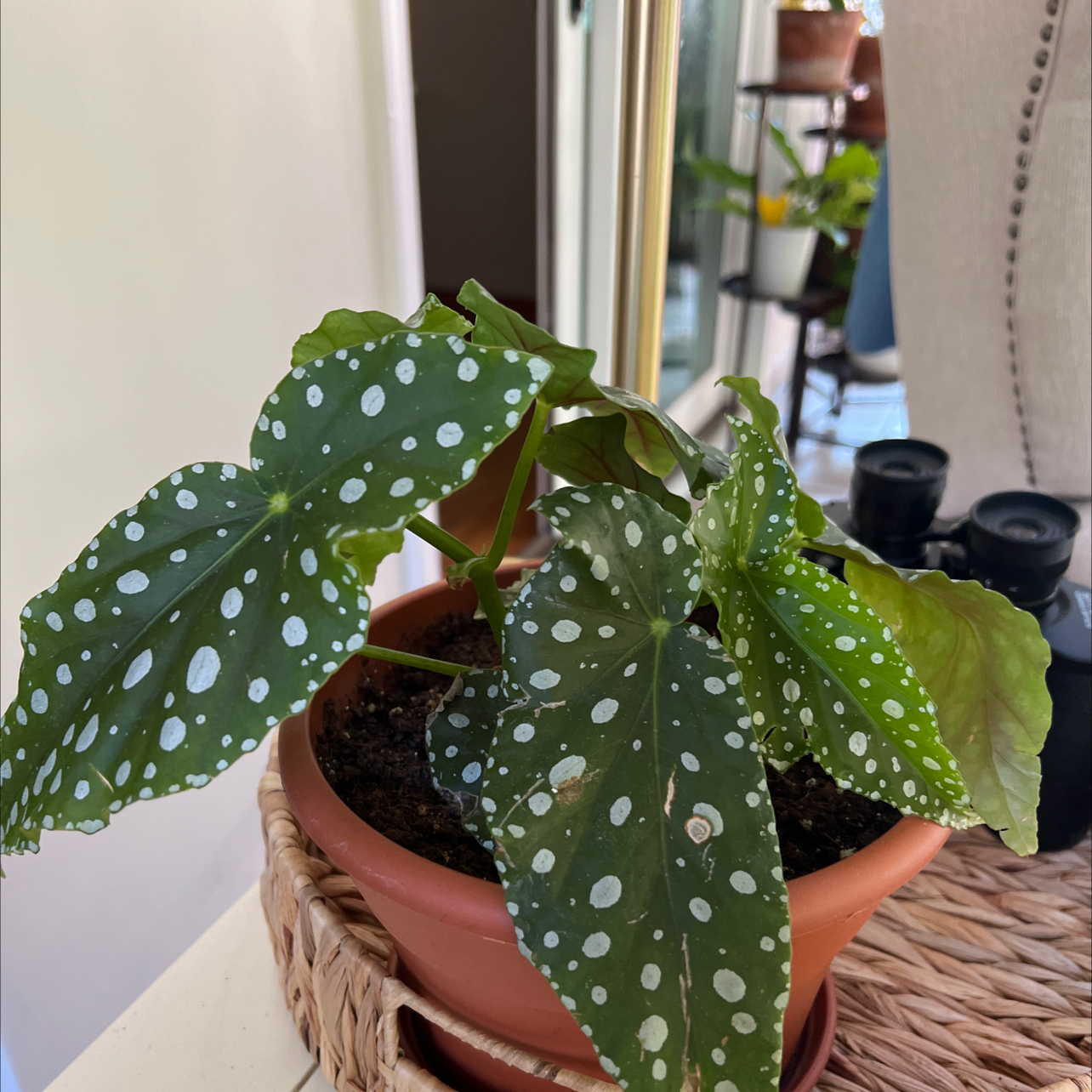 Photo of the plant species Polka Dot Begonia by @Mommaplouff named Kusama on Greg, the plant care app