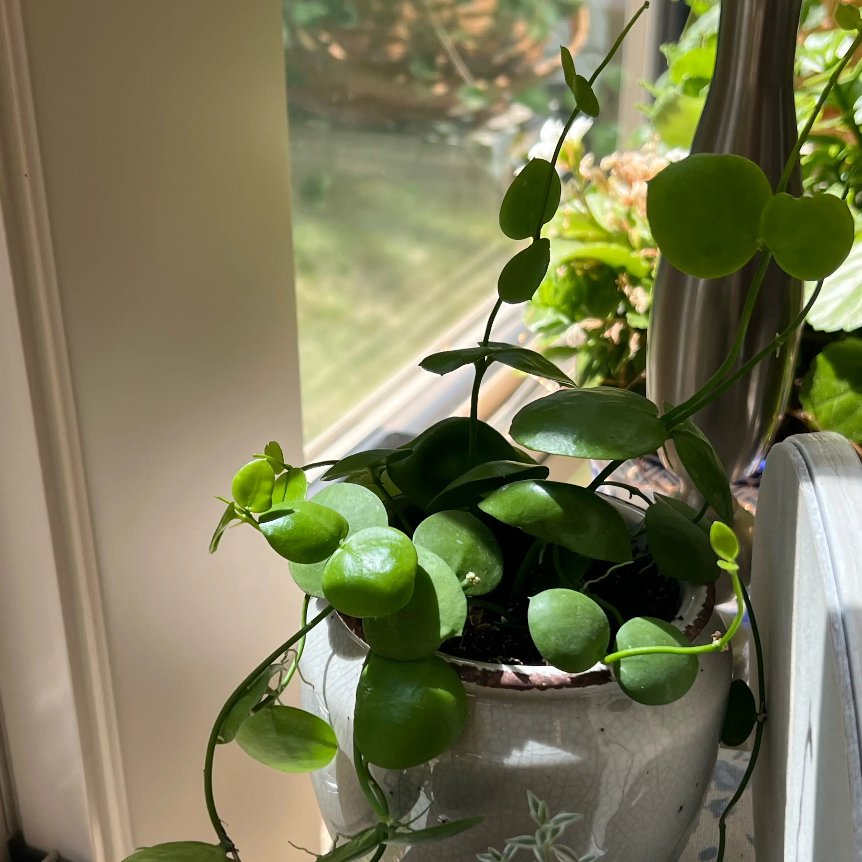 Photo of the plant species Ant Plant by @Mommaplouff named Peter Parker on Greg, the plant care app