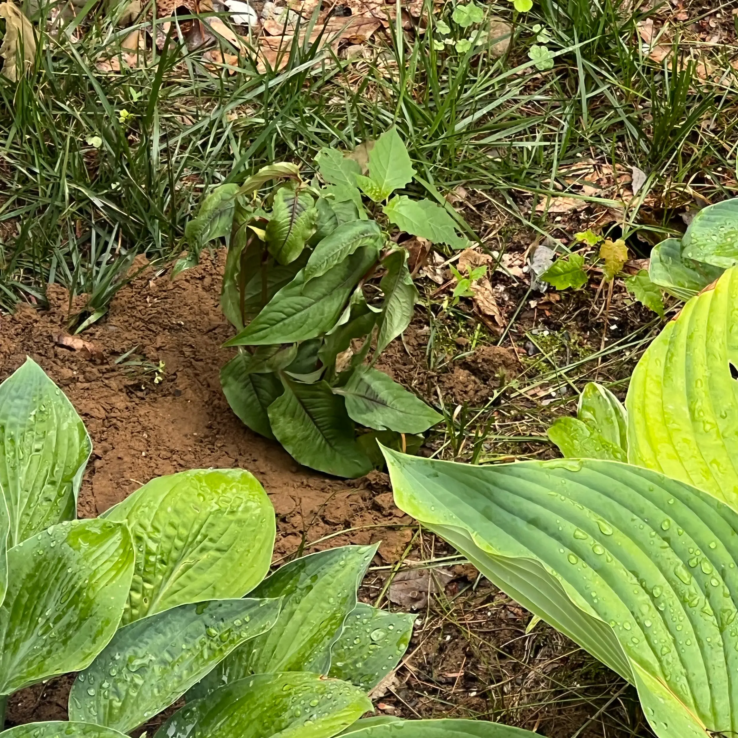 Photo of the plant species Giant Fleeceflower by @Mommaplouff named Kylie on Greg, the plant care app