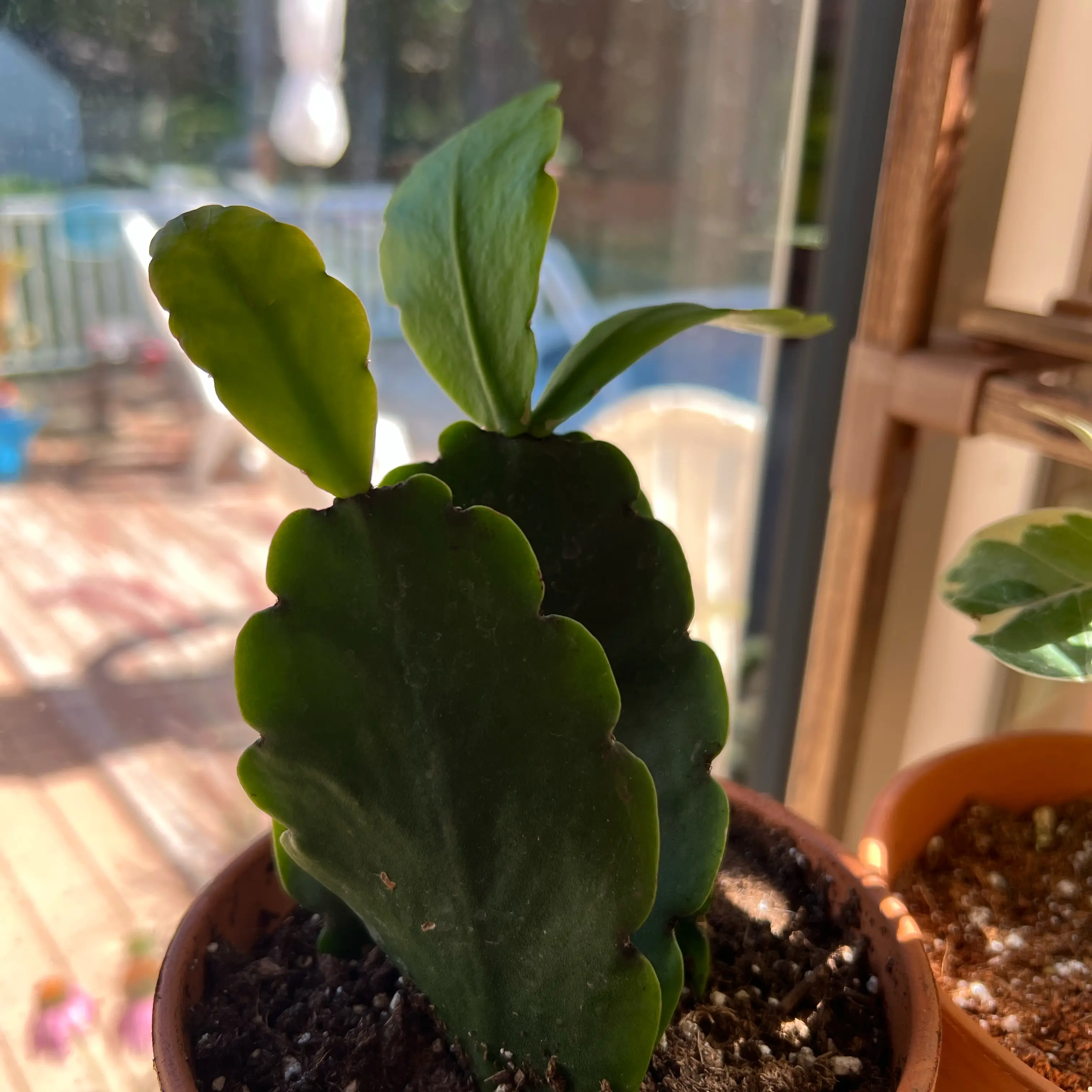 Photo of the plant species Rhipsalis pachyptera by @Mommaplouff named Spike Leaves on Greg, the plant care app