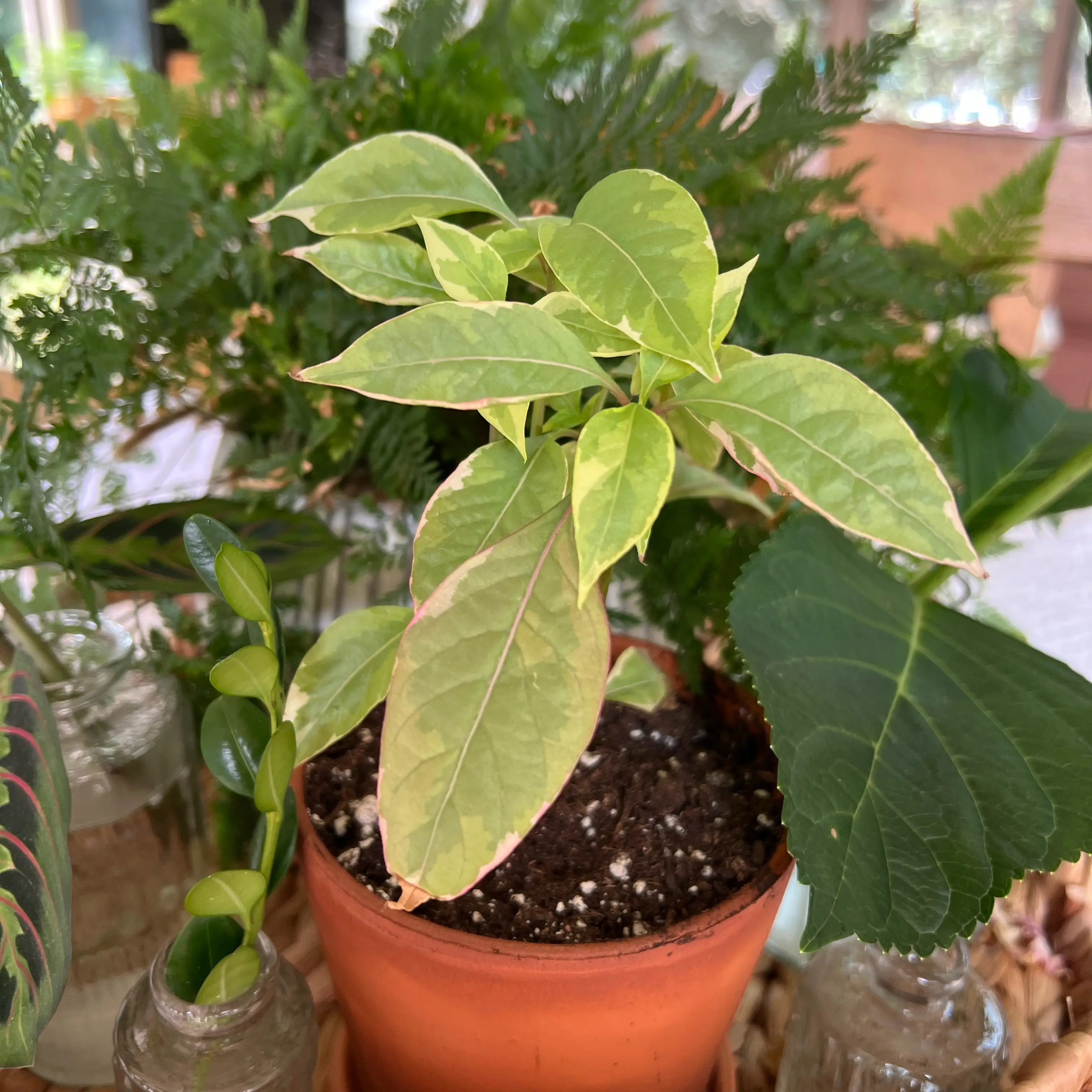 Photo of the plant species Little Ruby by @Mommaplouff named Kobe on Greg, the plant care app