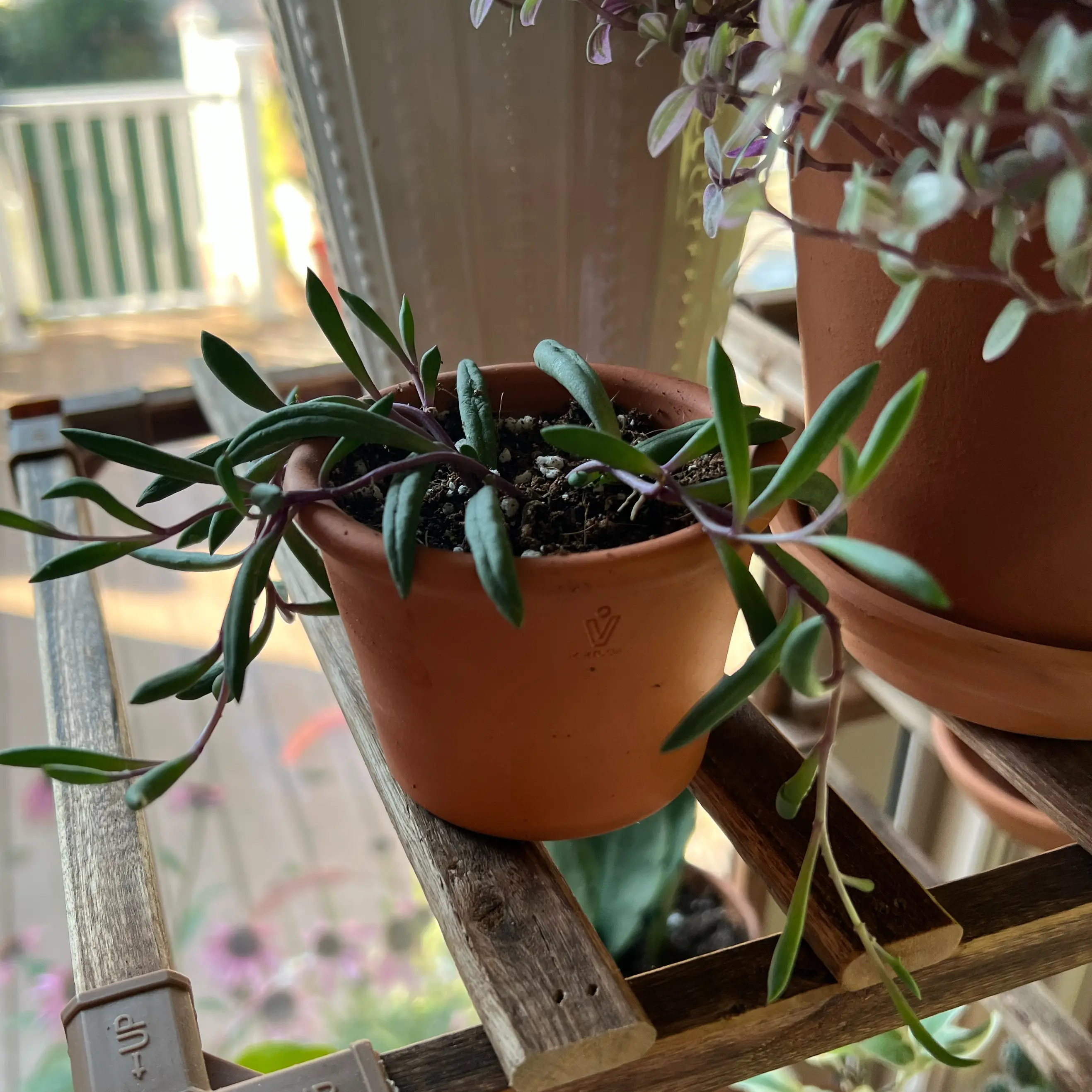 Photo of the plant species Small Red Carpet by @Mommaplouff named Emmie on Greg, the plant care app