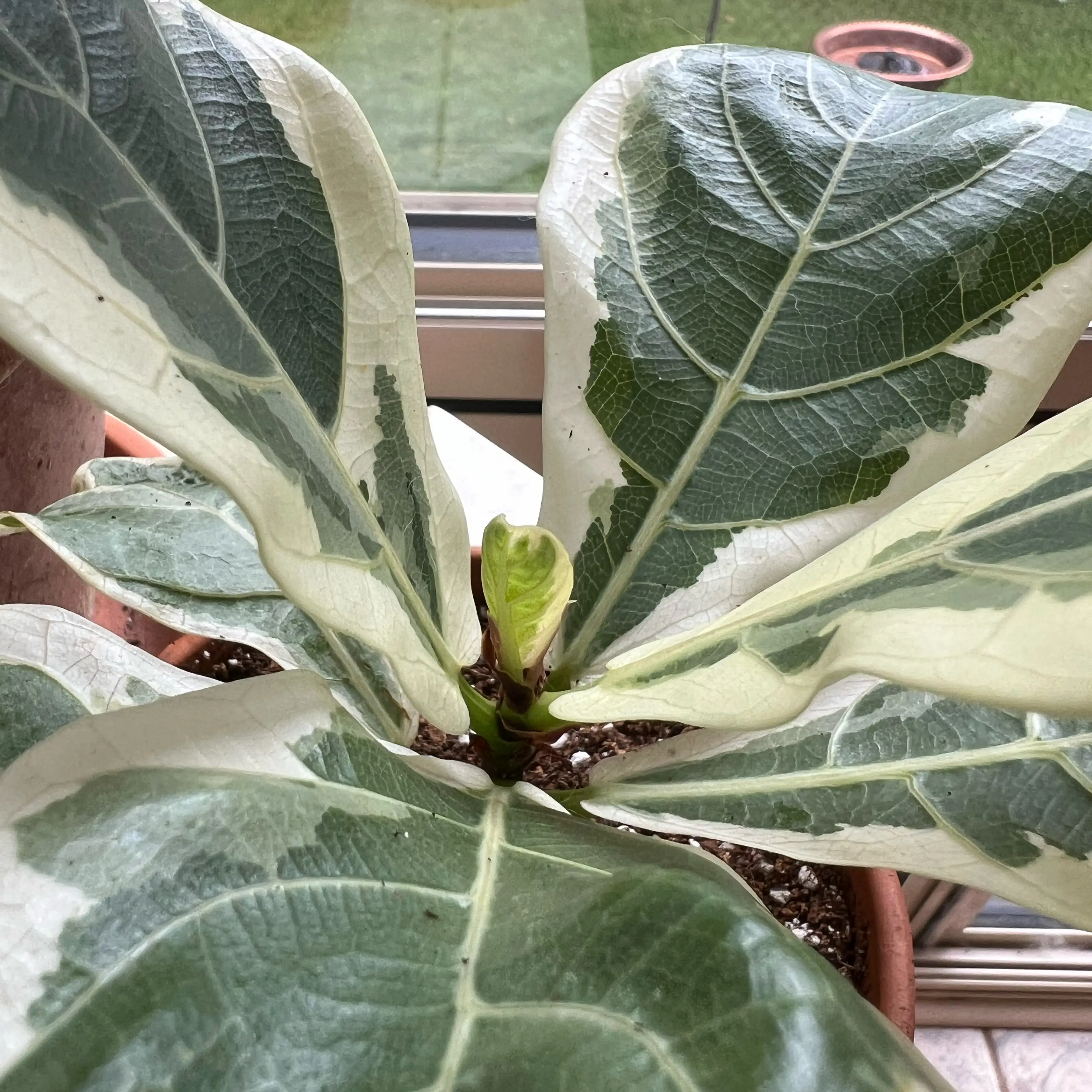 Photo of the plant species Variegated Fiddle Leaf Fig by @Mommaplouff named Tineke on Greg, the plant care app