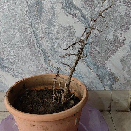 Photo of the plant species Beechdrops by @MaximalLavender named Ulysses S Plant on Greg, the plant care app