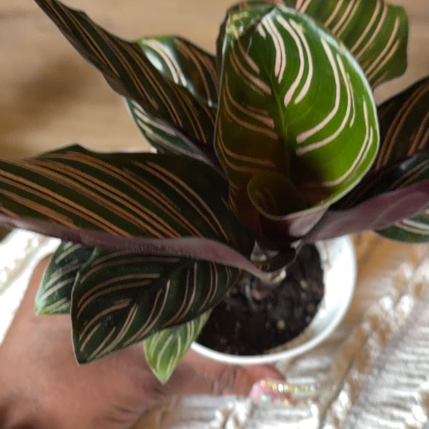 Photo of the plant species calathea ornata by @Mrskisskiss named Dorothy Dandridge on Greg, the plant care app