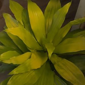 Photo of the plant species Dracaena Limelight by @Mrskisskiss named Shug Avery on Greg, the plant care app