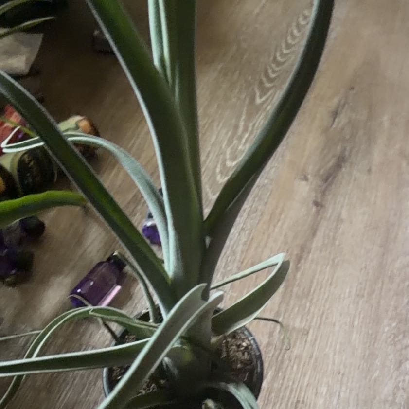 Photo of the plant species Curly Slim Air Plant by @Mrskisskiss named Bieber on Greg, the plant care app