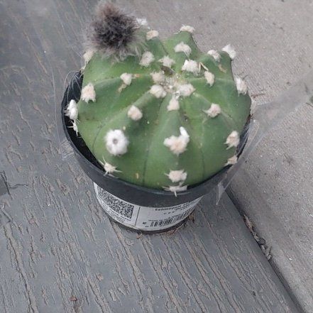 Photo of the plant species Peyote by @EnduringTomato named Sahara on Greg, the plant care app