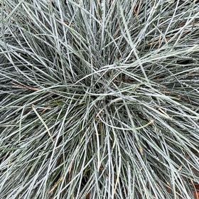 Photo of the plant species Big Muhly by @TryBagpod36 named Diana on Greg, the plant care app