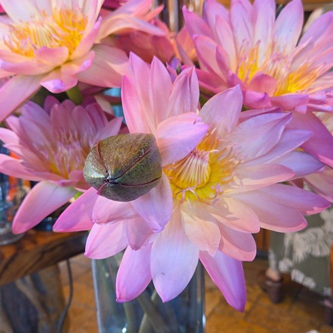 Photo of the plant species Star Lotus by @TryBlackgrass12 named Bigleef Smalls on Greg, the plant care app