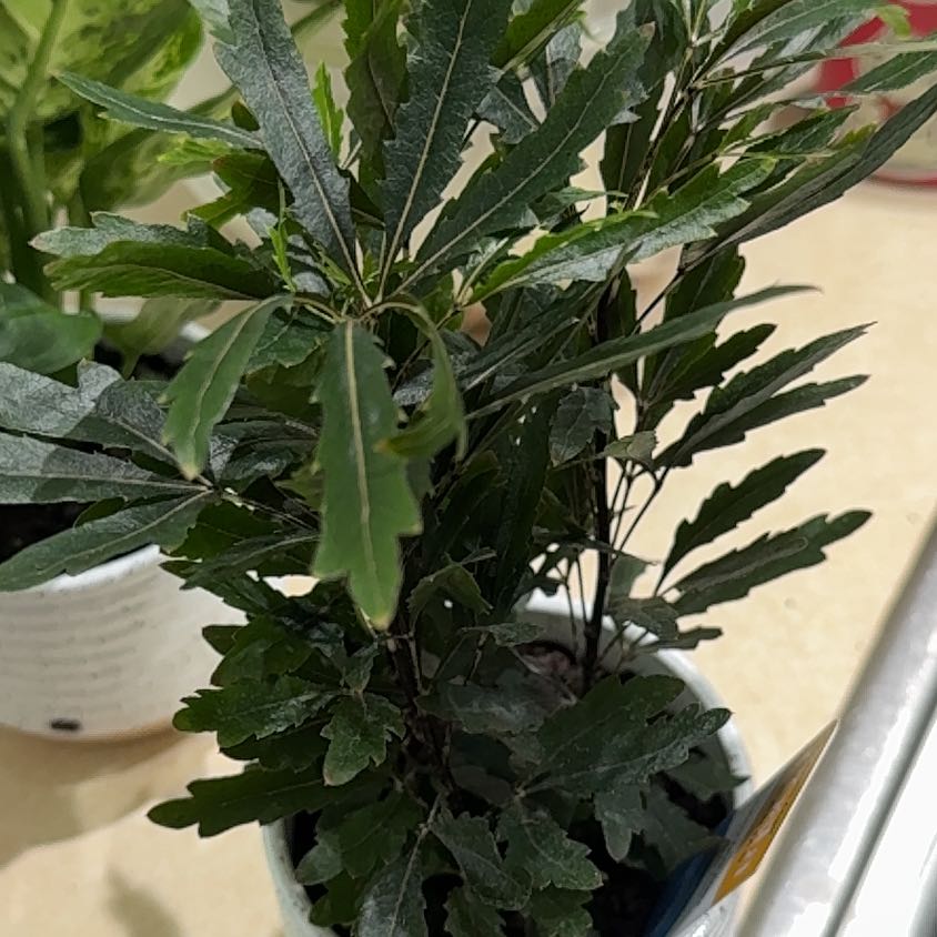 Photo of the plant species False Aralia by @ChivalrousMum named Fernie Saunders on Greg, the plant care app
